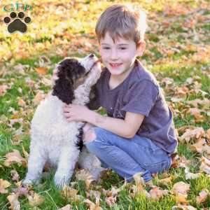 Autumn, Bernedoodle Puppy